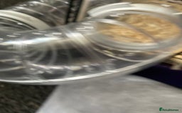 Mouse rodents for sale: Female mice free to good home - Image 11