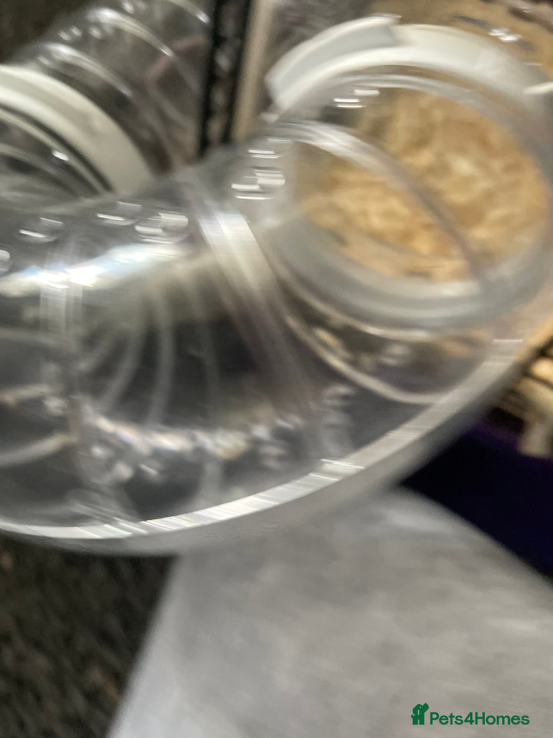 Mouse rodents for sale: Female mice free to good home - Image 11