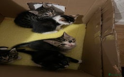 Domestic Shorthair cats for sale: Ekaterine  - Image 10