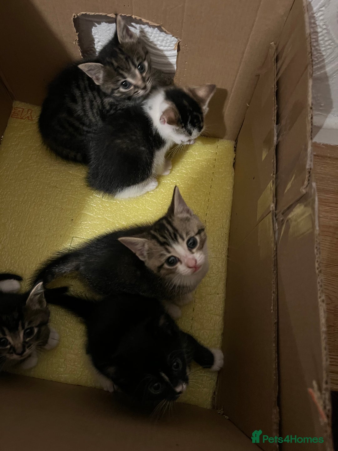 Domestic Shorthair cats for sale: Ekaterine  - Image 10