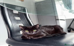 Burmese cats for sale: Small black Burmese - Image 1