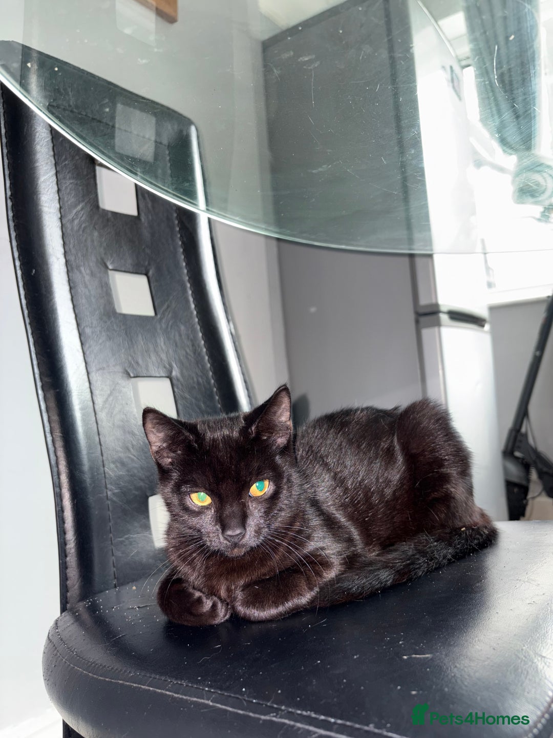 Burmese cats for sale: Small black Burmese - Image 1