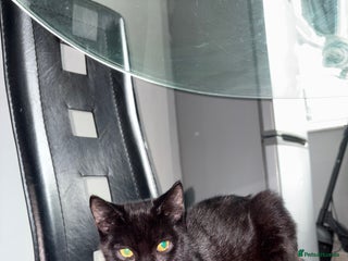 Burmese cats - Advert 2