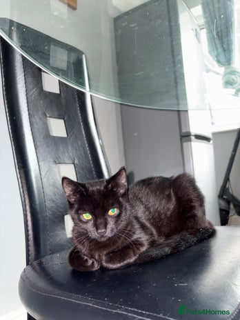 Burmese cats - Advert 7