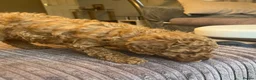 Mixed Breed dogs for sale: Toy poodle and miniature poodle mix puppies  - Advert 5