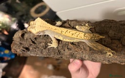 Gecko reptiles for sale: Crested geckos and Leachie gecko - Advert 4
