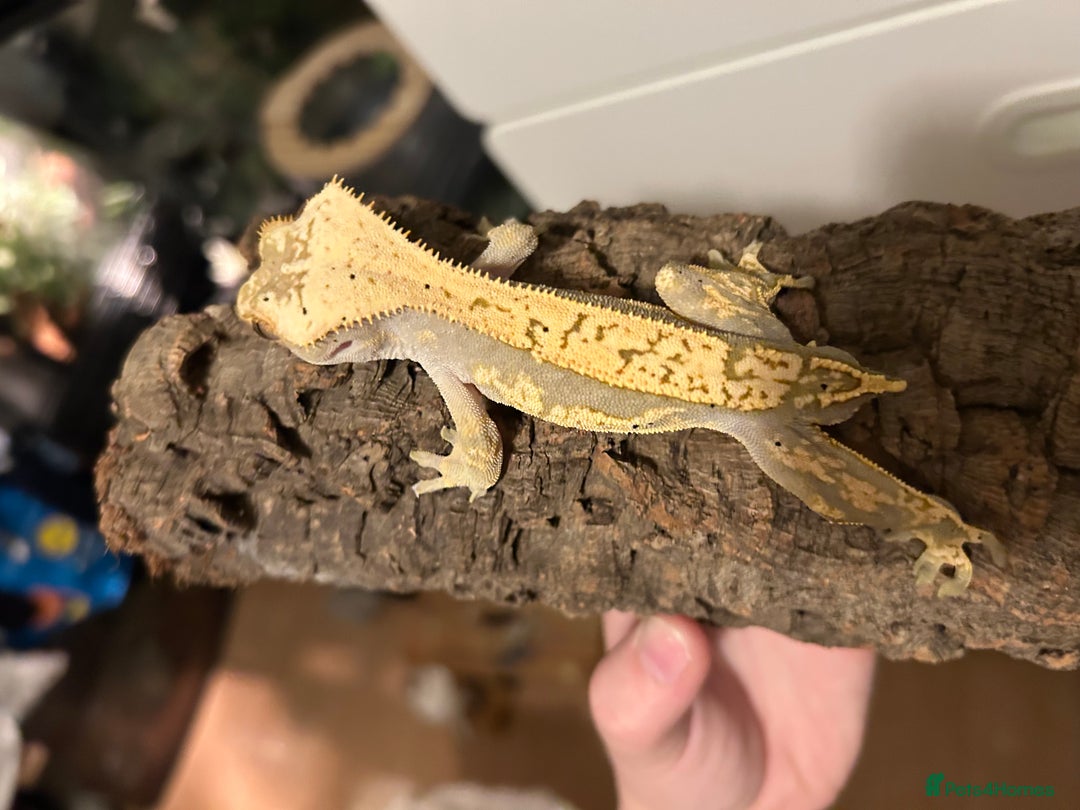 Gecko reptiles for sale: Crested geckos and Leachie gecko - Advert 4