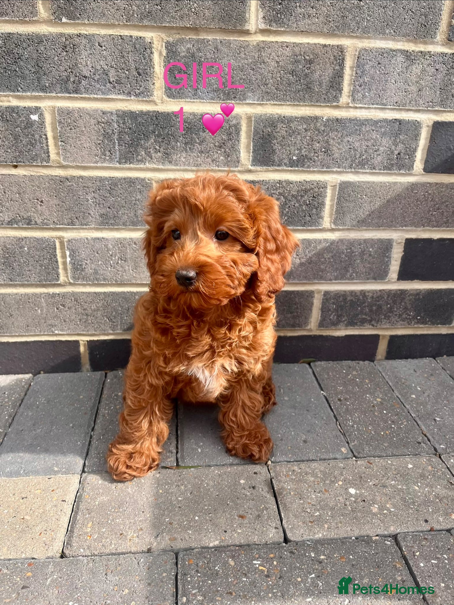 Cockapoo dogs GORGEOUS RED COCKAPOO PUPPYS 2GIRL 2BOYS READY NOW - Advert 1