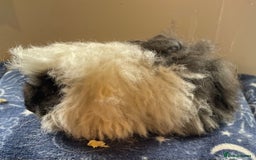 Guinea Pig rodents for sale: Older boar’s and baby Alpaca Texel and merino  - Image 6