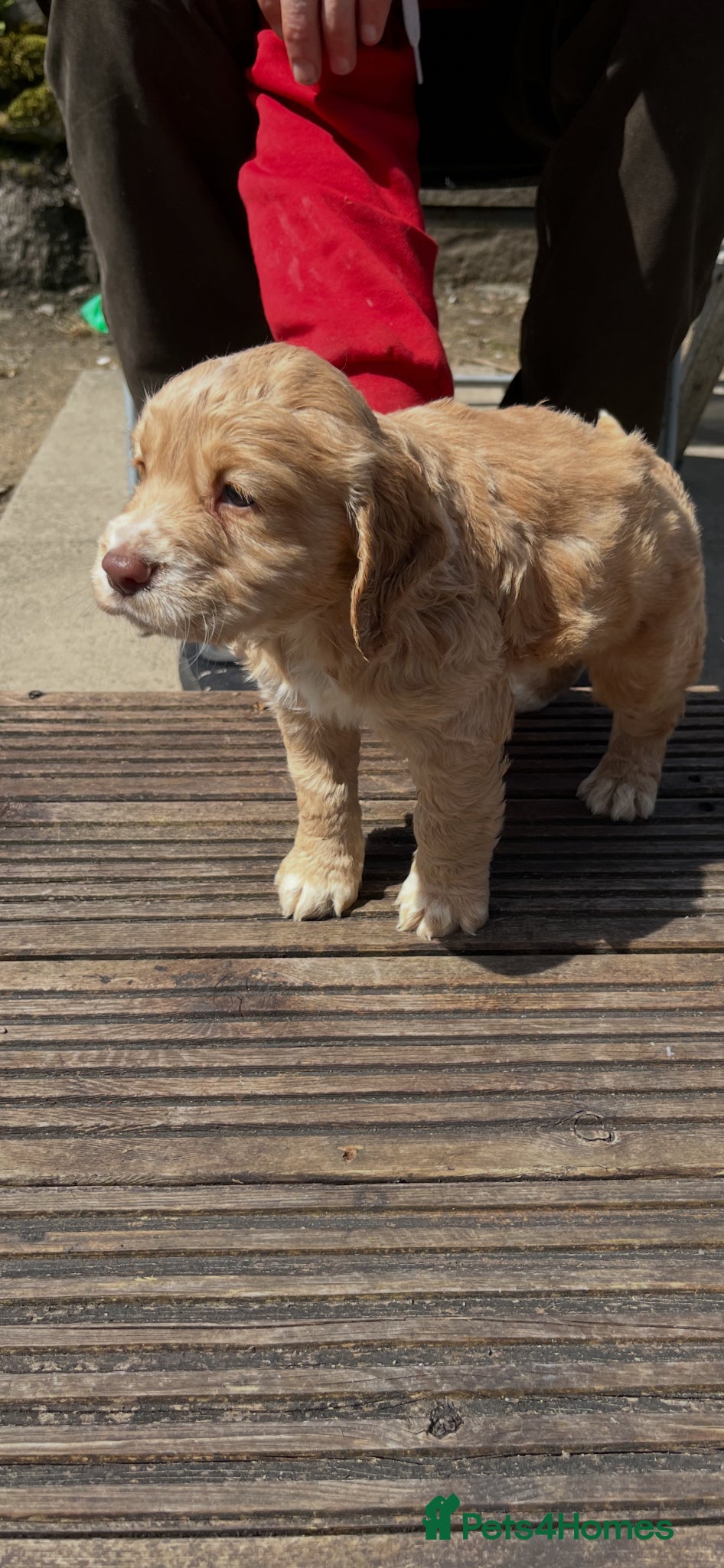 Cocker Spaniel dogs 4th GEN KC champion Working Cockers - Advert 5