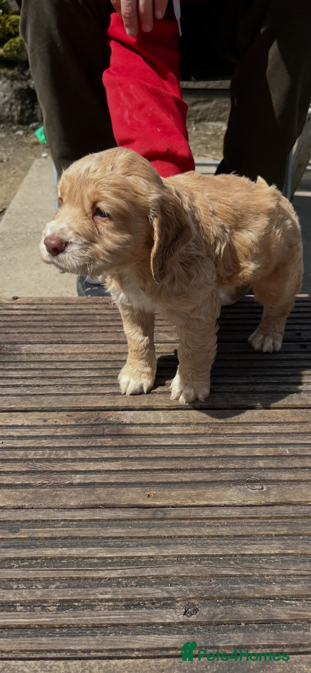 Cocker Spaniel dogs for sale: 4th GEN KC champion Working Cockers - Advert 1