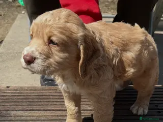 Cocker Spaniel dogs 4th GEN KC champion Working Cockers - Advert 2