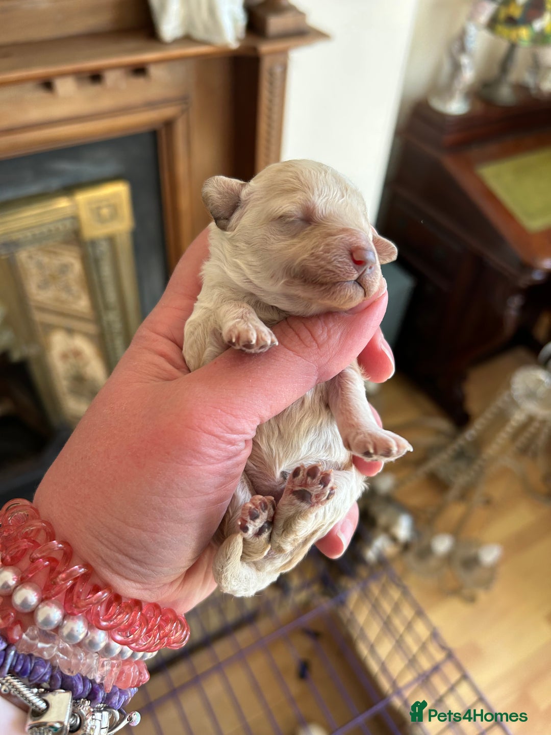 Toy Poodle dogs for sale: Toy poodle puppies ready now. Aberdeenshire - Image 4