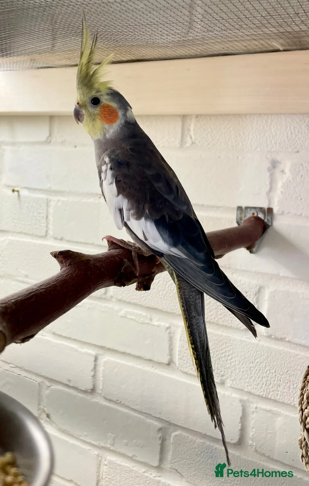 Cockatiels birds for sale: Two very cute young male cockatiels - Advert 1