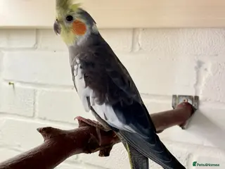 Cockatiels birds Two very cute young male cockatiels - Advert 1