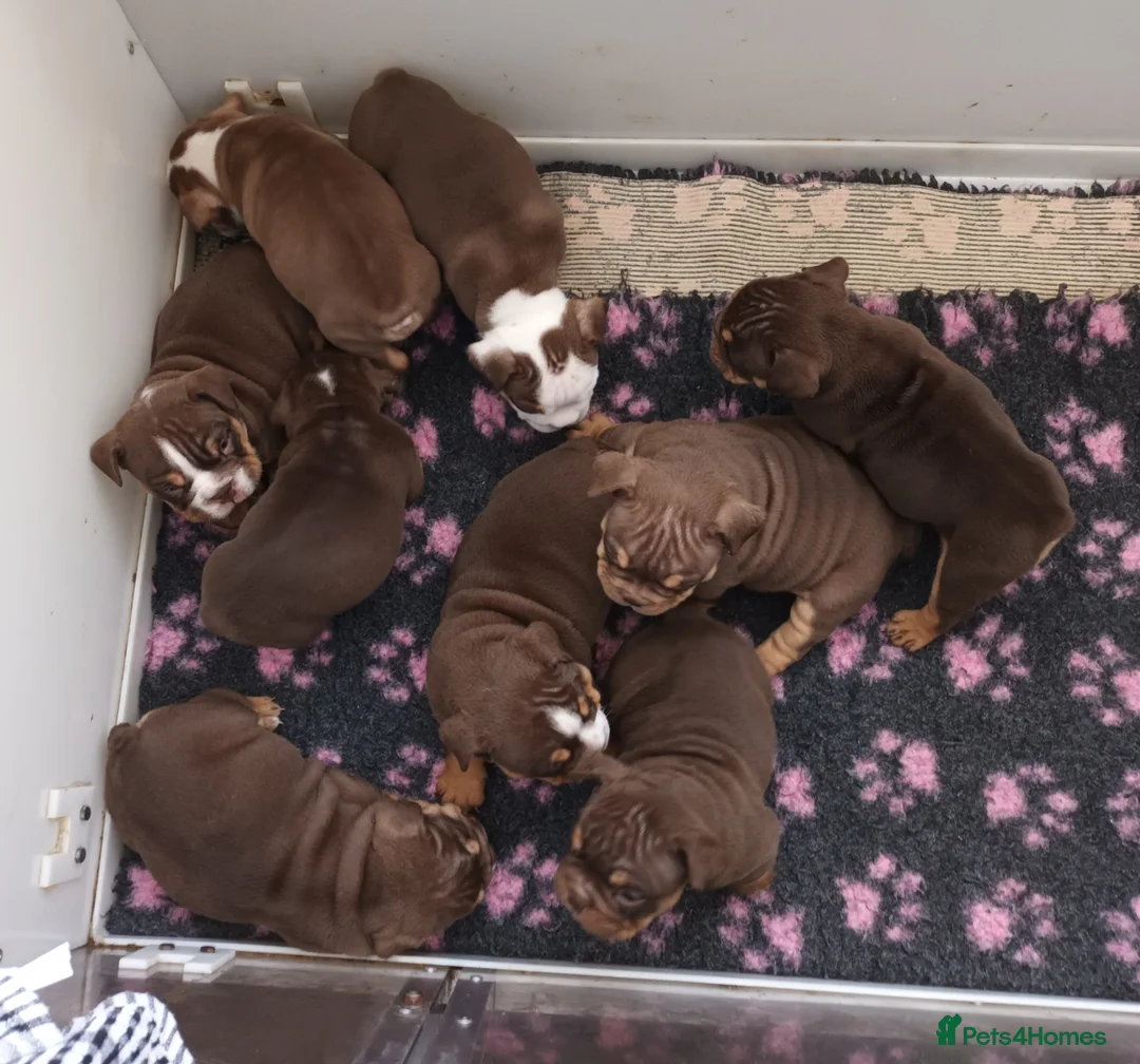 English Bulldog dogs for stud: Dog for stud in Dagenham - Advert 5