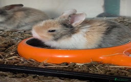 English Lop rabbits for sale: Beautiful baby bunnies  - Image 13