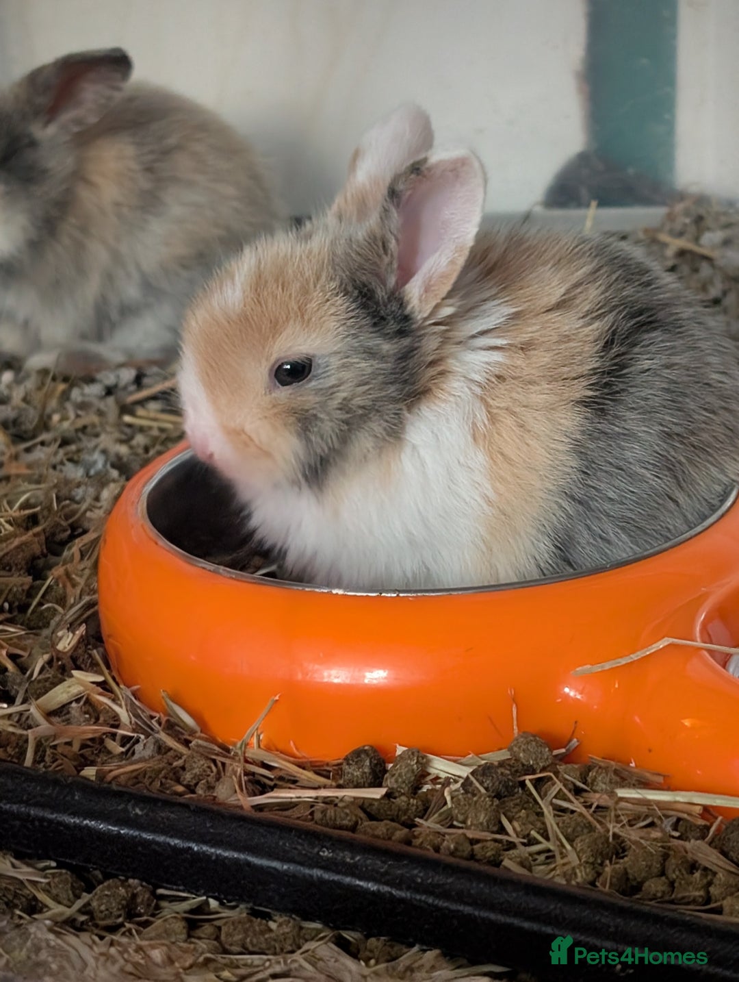 English Lop rabbits for sale: Beautiful baby bunnies  - Image 13