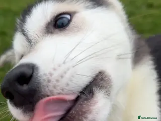 Huskita dogs Huskita Puppies FULLY VACCINATED - Advert 4