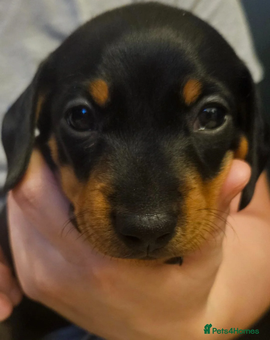 Miniature Dachshund dogs for sale: 1 boy black and tan minature left - Advert 2