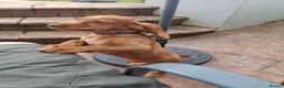 Cocker Spaniel dogs for sale: KC REG RED WORKING COCKER SPANIEL - Advert 10