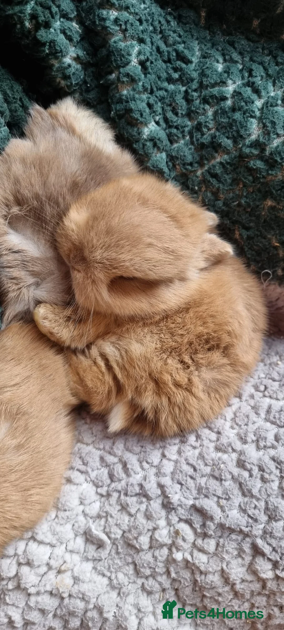 Netherland Dwarf rabbits for sale: Adorable pure bred Netherland Dwarf bunnies  - Advert 2