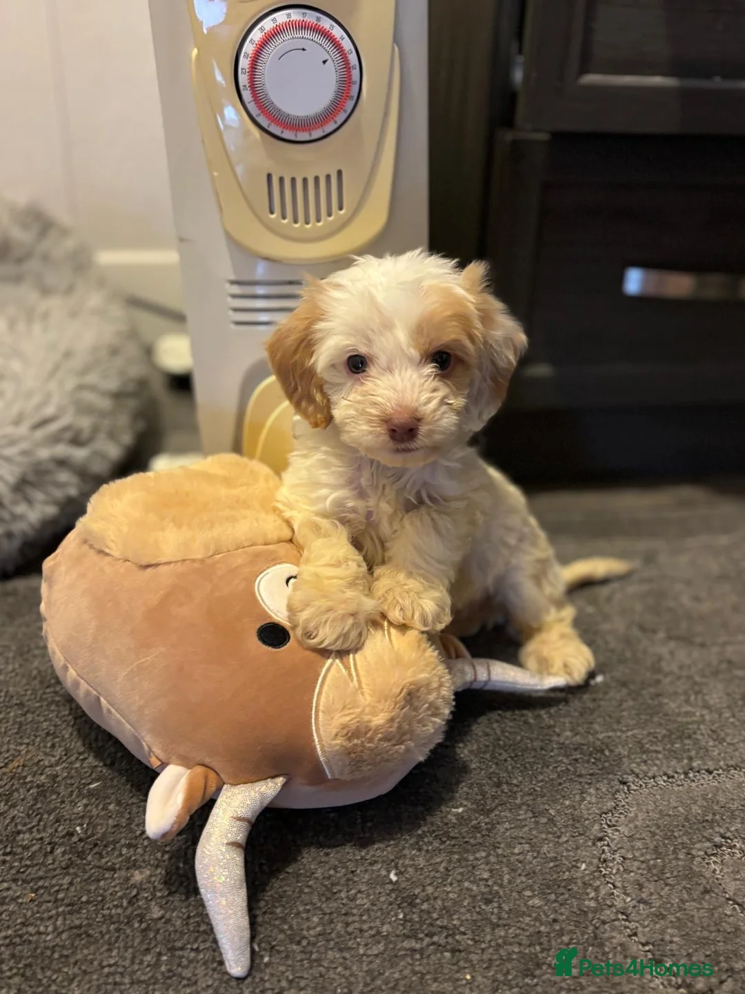 Cockapoo dogs for sale: Reluctantly selling my gorgeous puppy Brian  - Advert 1