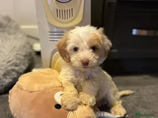 Cockapoo dogs Reluctantly selling my gorgeous puppy Brian - Advert 3