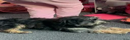 Mixed Breed dogs for sale: Jack shu for sale  - Advert 4