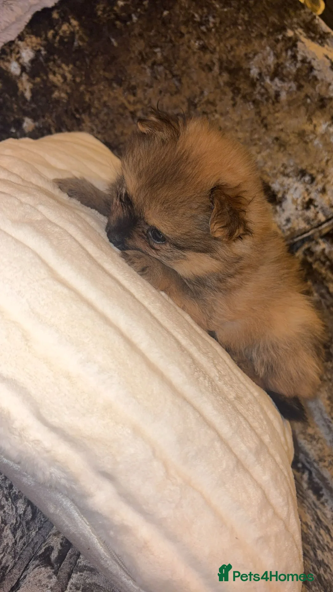 Pomeranian dogs for sale: Beautiful tiny Pomeranian male pup left  - Advert 9
