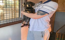 Miniature Dachshund dogs for sale: KC miniature Dachshund  - Advert 7