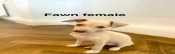 Italian Greyhound dogs for sale: Health tested KC reg Italian Greyhound Puppies  - Advert 5