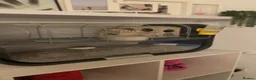 Gerbil rodents for sale: Pair of male gerbils  in Pevensey - Advert 7