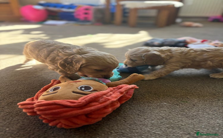 Cockapoo dogs - Advert 6