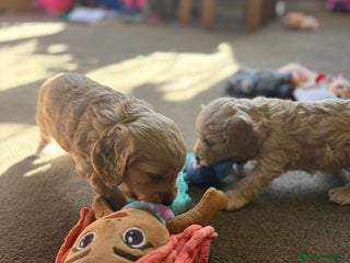 Cockapoo dogs - Advert 9