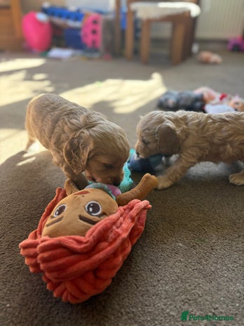 Cockapoo dogs - Advert 9