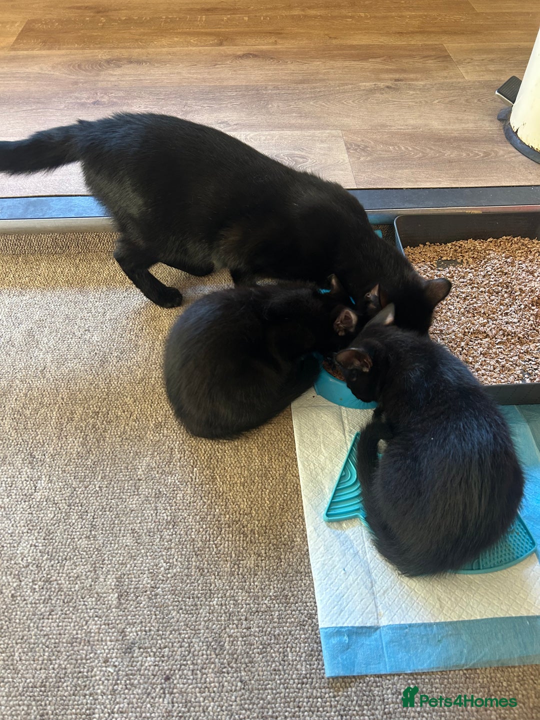 British Shorthair cats for sale: Two British shorthairs male black kittens - Advert 6