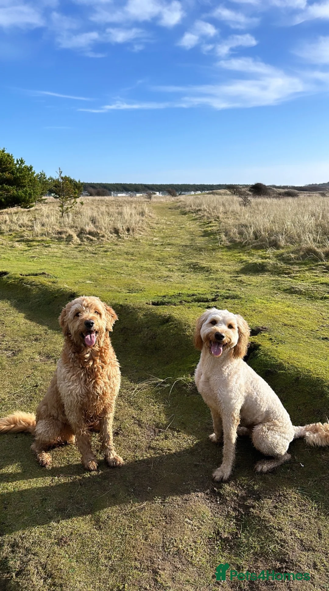 Goldendoodle dogs for sale: Standard F2 Golden Doodle Puppies - Advert 2