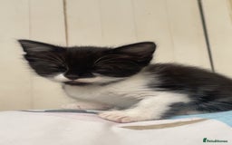 Mixed Breed cats for sale: 4 black and white Kittens for sale !!! - Image 7