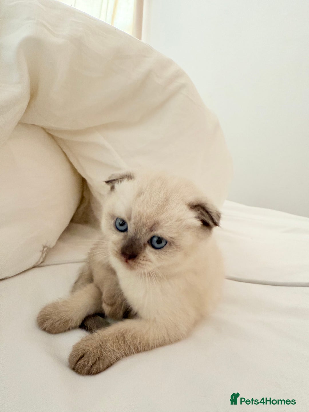 Scottish Fold cats for sale: Half Scottish half British short hair  in London - Image 32