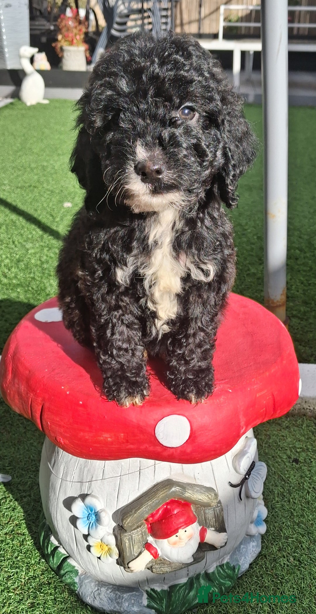 Cockapoo dogs for sale: ** LAST ADORABLE CURLY BLACK & WHITE COCKAPOOS **  - Advert 5