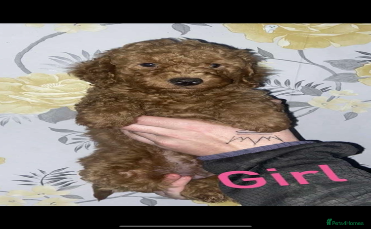 Miniature Poodle dogs - Advert 1