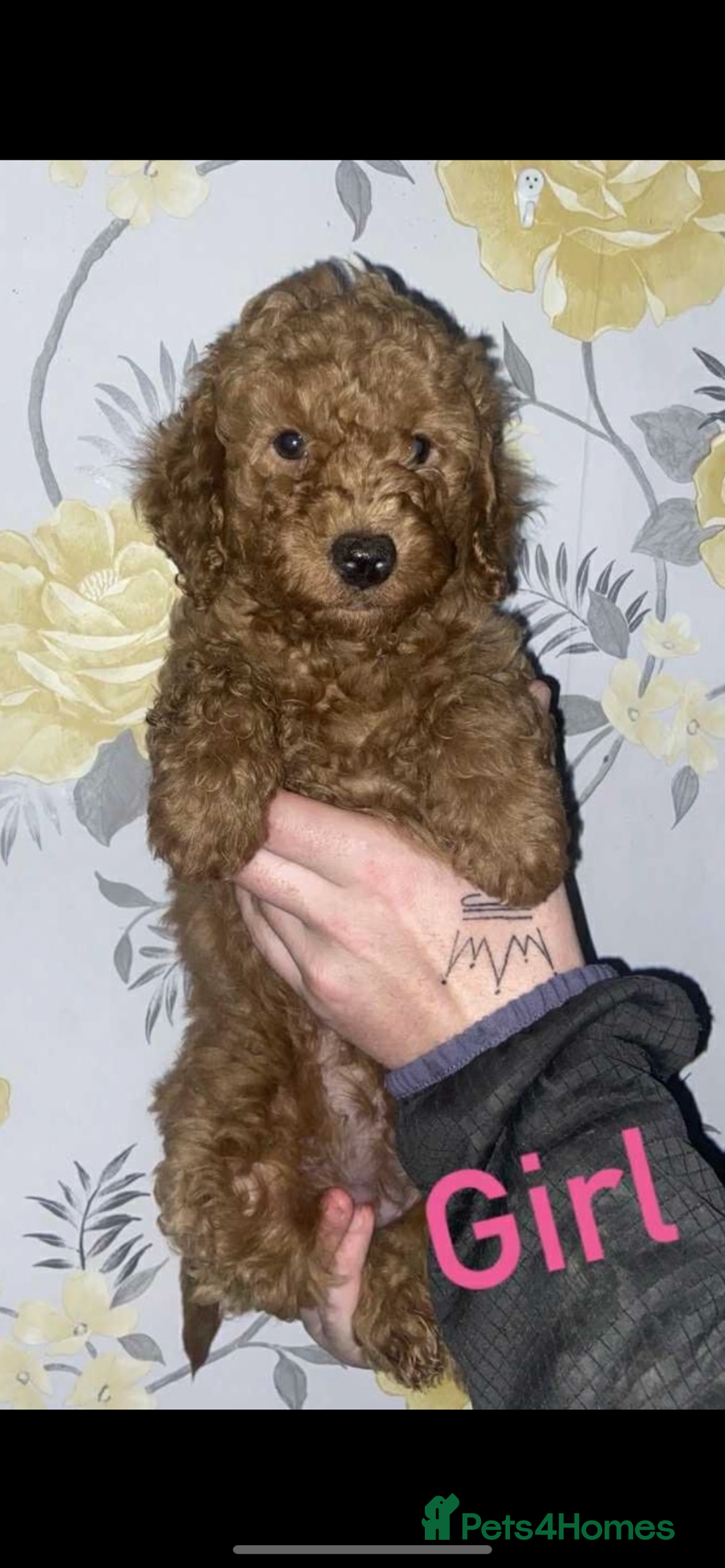 Miniature Poodle dogs for sale: Miniature poodles  - Image 1