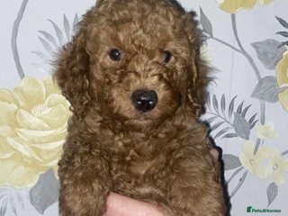 Miniature Poodle dogs - Advert 14