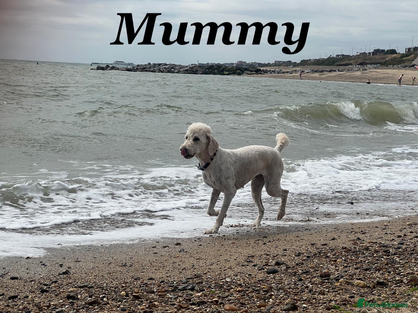 Goldendoodle dogs 🐾 Beautiful Multi-Gen Goldendoodle Puppies - Advert 2