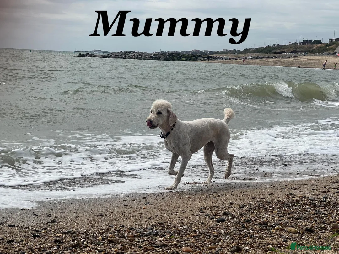 Goldendoodle dogs for sale: 🐾 Beautiful Multi-Gen Goldendoodle Puppies in Clacton-on-Sea - Advert 2