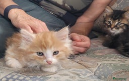 Siberian cats for sale: Hypoallergenic Traditional Siberian kittens  - Image 13