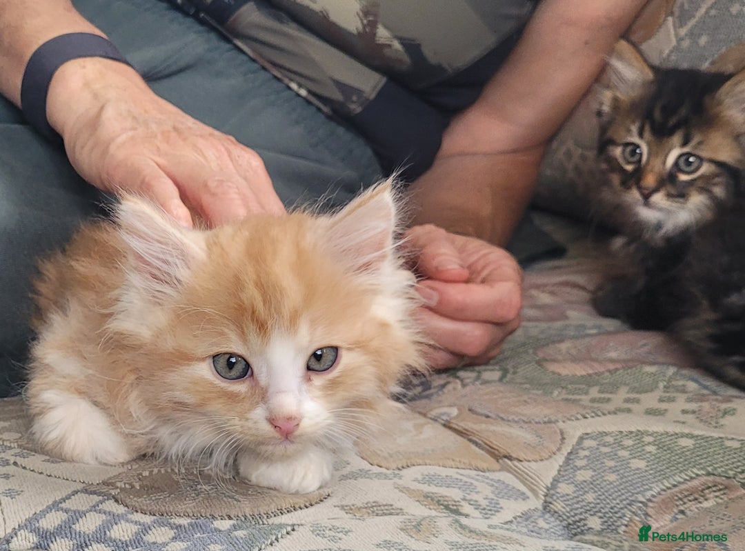 Siberian cats for sale: Hypoallergenic Traditional Siberian kittens  - Image 13