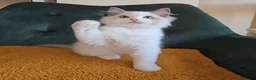 Ragdoll cats for sale: Show quality babies ready now - Advert 6