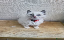 Ragdoll cats for sale: Finding new homes for 6 ragdoll kittens - Image 3